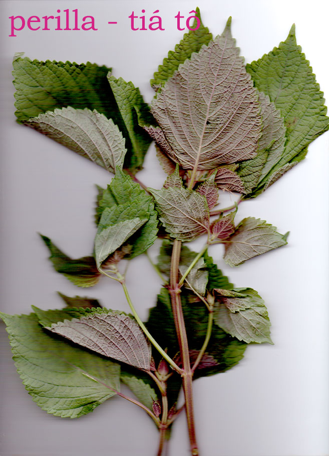 Basic Vietnamese Herbs In My Kitchen (& Chilli) — Uyen Luu