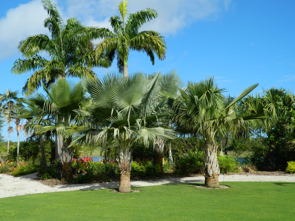 Caribbean Garden Great Lawn palms Naples Botanical Garden by garden muses-a Toronto gardening blog Caribbean Garden Great Lawn palms Naples Botanical Garden by garden muses-a Toronto gardening blog