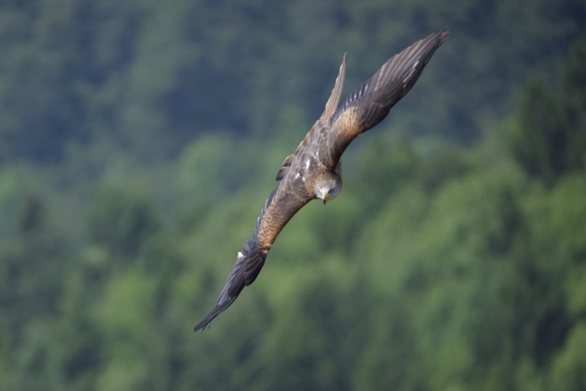 Eagles, Wildlife, birds, flight