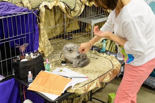 Grooming at the National Capital Cat Show