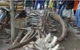 Misteri Tulang Naga Berkaki Enam di Pulau Bangka Apakah naga benar ada ? Diyakini tulang-tulang yang ditemukan di pulau bangka ini merupakan tulang naga berkaki enam, benarkah ?