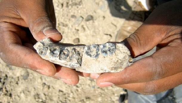 Descoberta fóssil sugere que os seres humanos podem ser mais velhos do que se pensava