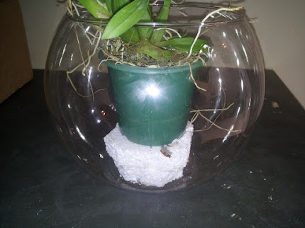 Plantar orquídea em vidros.