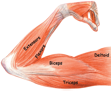 Biology Diagrams,Images,Pictures of Human anatomy and physiology : Arm