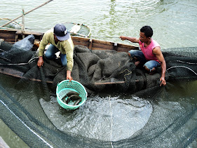 Proses pemanenan ikan