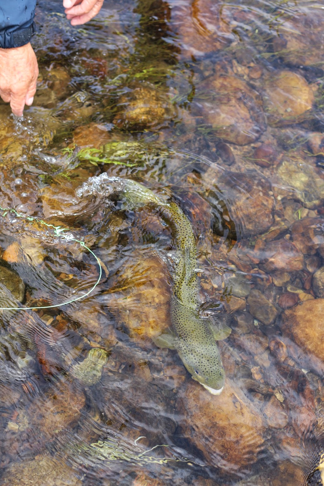 Brown+Trout+Flyfishing+Upper+Green+River+near+Jackson+Hole+Wyoming+with+Jay+Scott+Outdoors+16.JPG