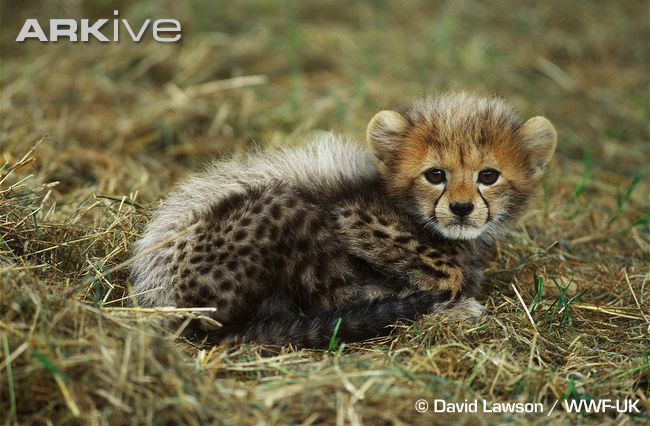 Team Cheetah: Scientific Term/Name