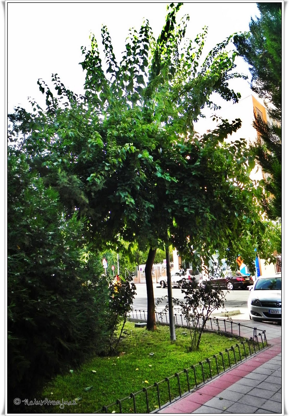 NaturAranjuez: Maclura pomifera