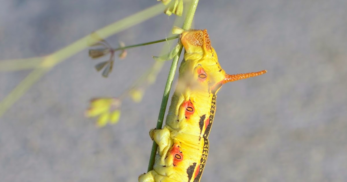 download feeding hornworms download feeding hornworms