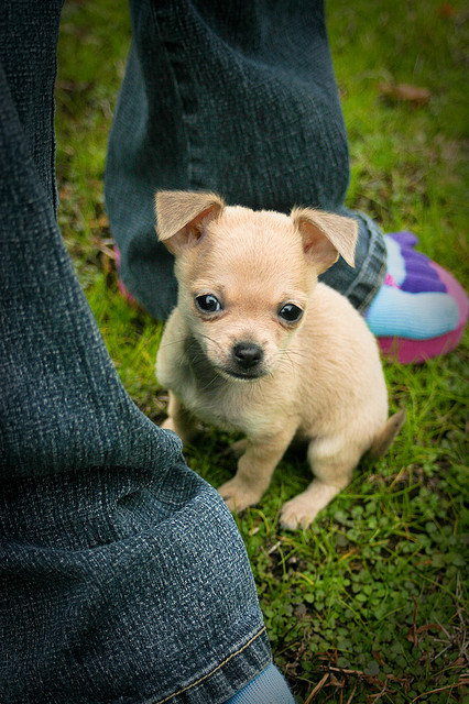 Can Cleaning Your Dogs Ears Cause Hearing Lose Can Cleaning Your Dogs Ears Cause Hearing Lose