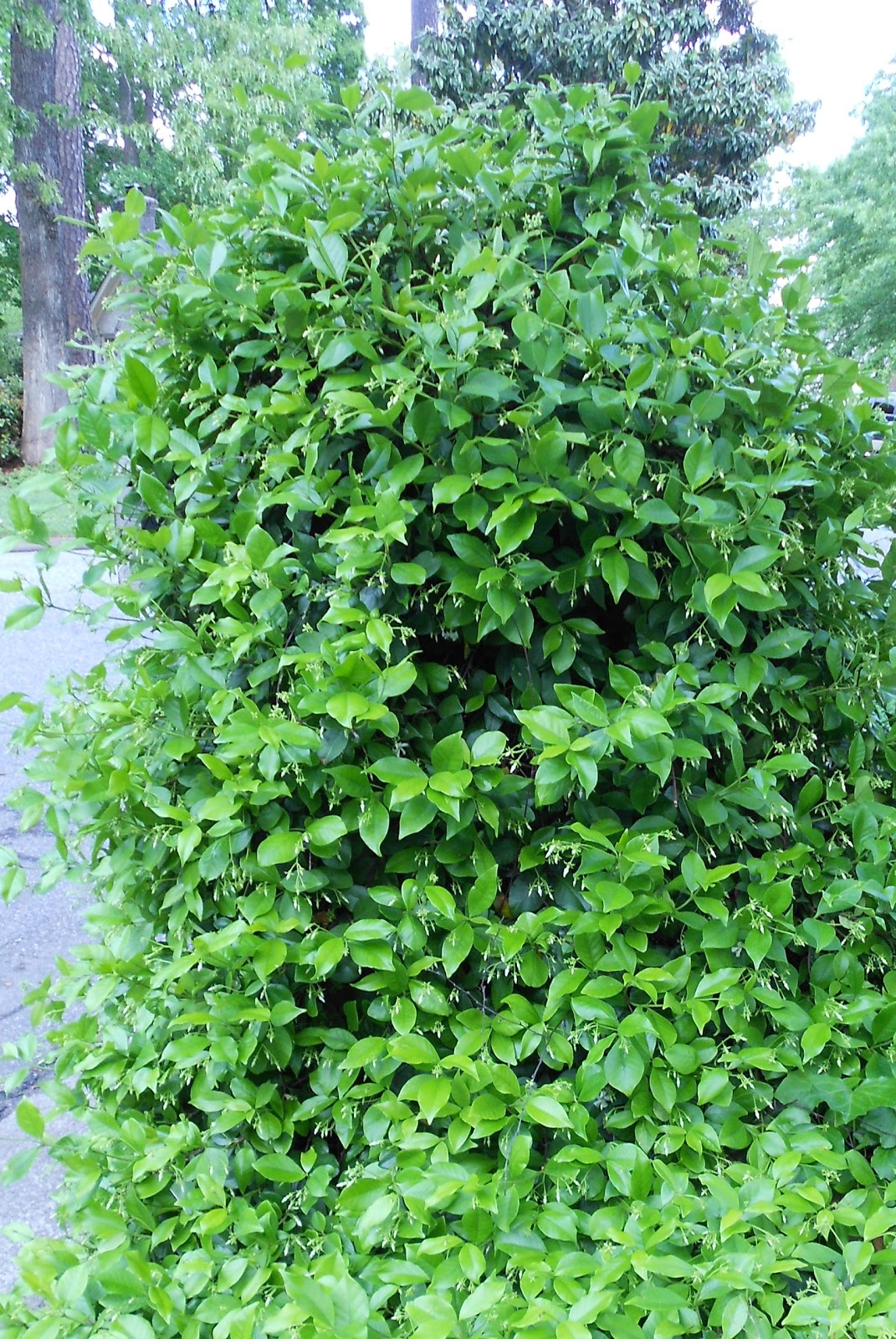 Still WatersNotes from a Virginia Shire Confederate Jasmine