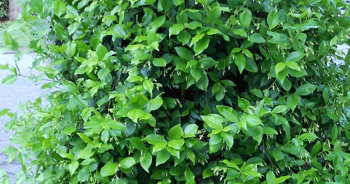 Still WatersNotes from a Virginia Shire Confederate Jasmine