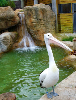 Pelican at Taronga