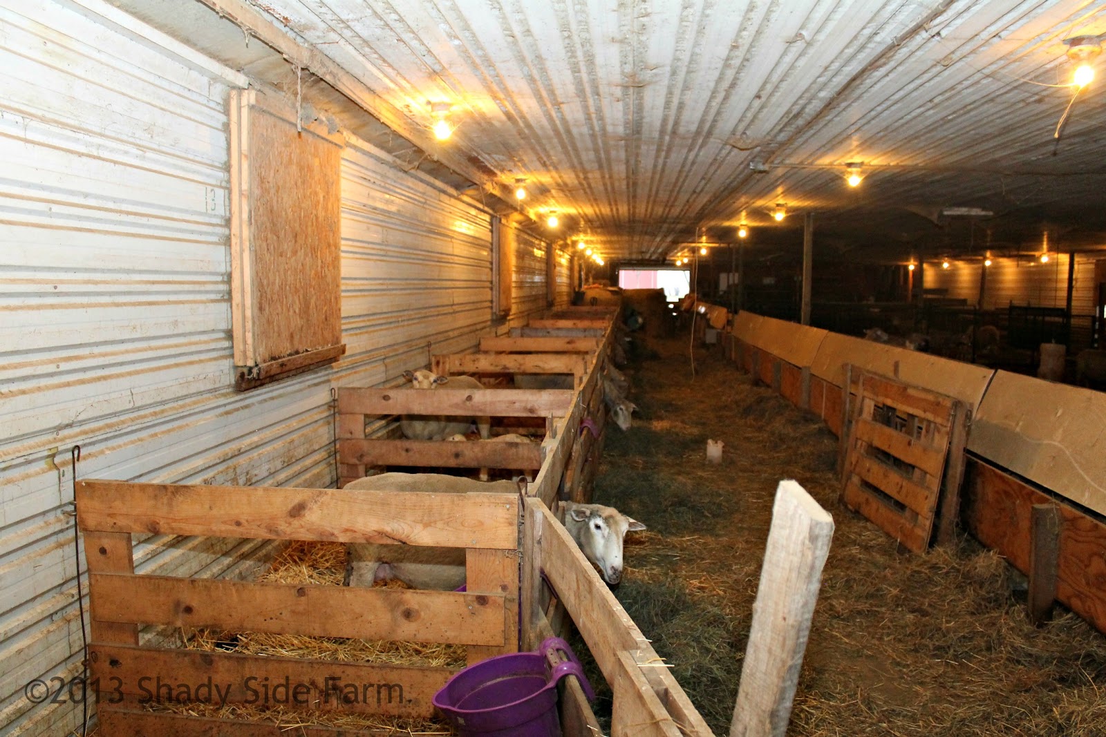 Farming in the shade Lambing Jugs