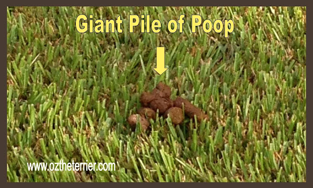 Giant+Poop.jpg