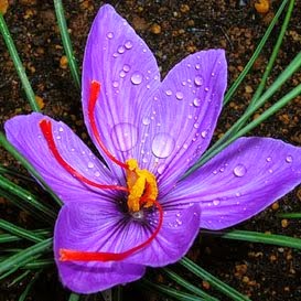 Flor-da-aurora é o nome dado pelos antigos gregos e romanos para o açafrão.