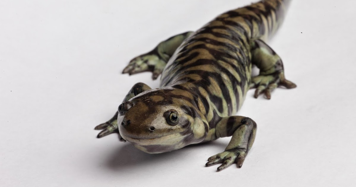 JaredDavidsonPhotography: Tiger Salamander photographs