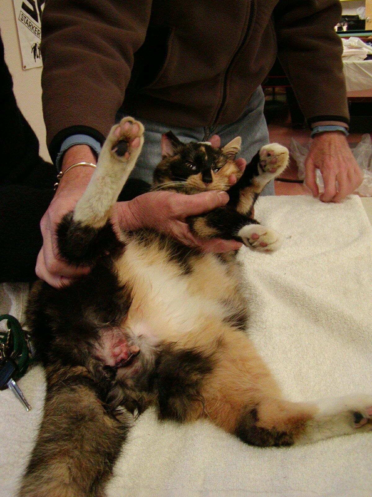 Are All Calico Cats Girls Are All Calico Cats Girls