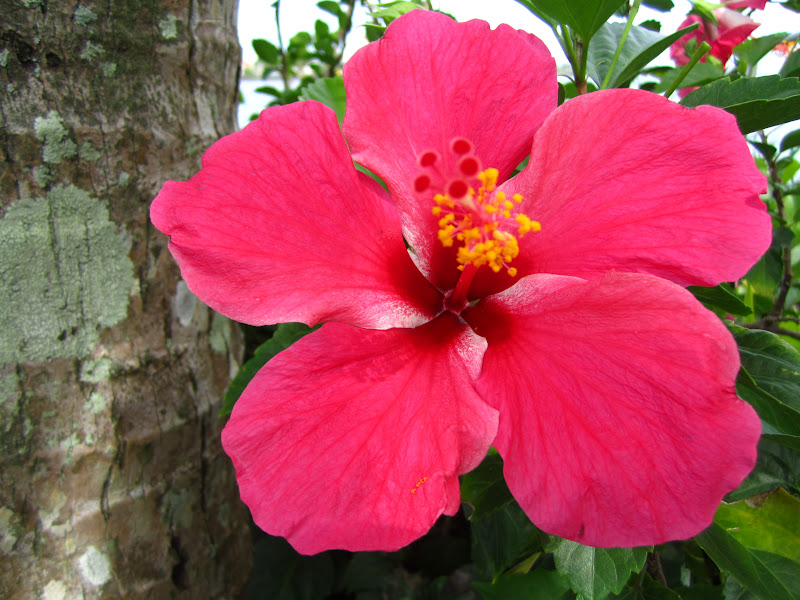 Quinn in American Samoa Apia, Samoa