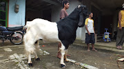 Pejantan Kambing Etawa Super