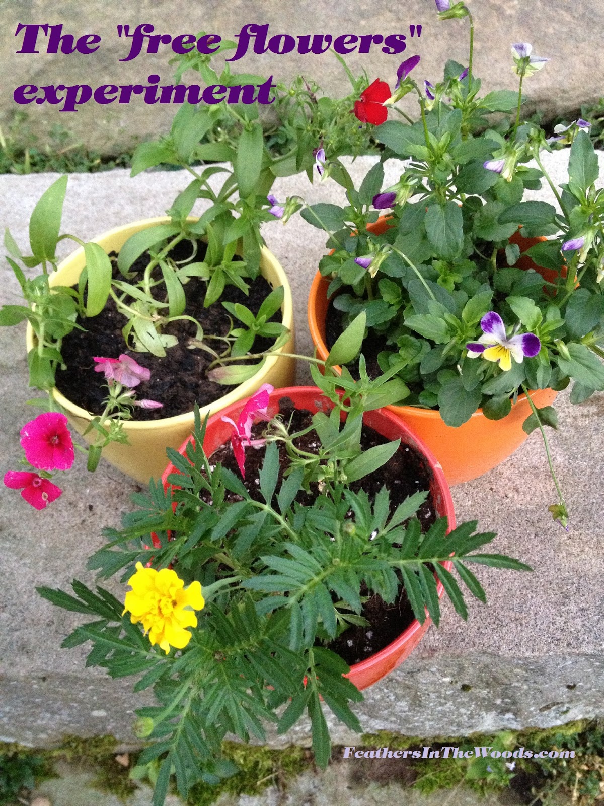Feathers in the woods Free flowers....seeds and volunteers