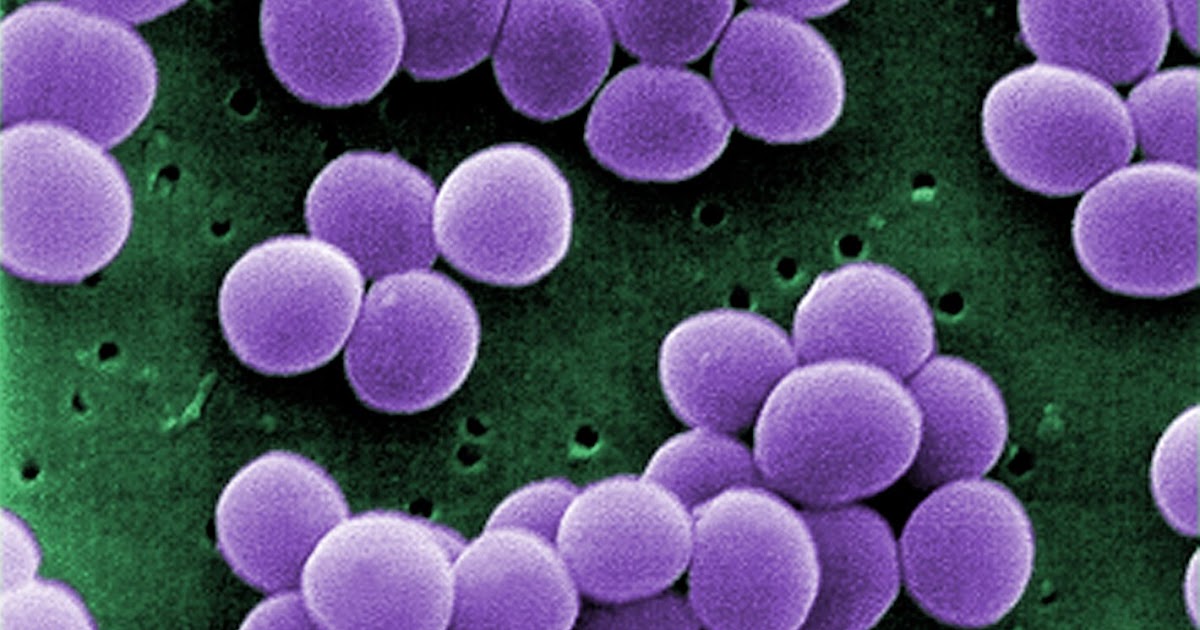 Gambar Bakteri Staphylococcus aureus