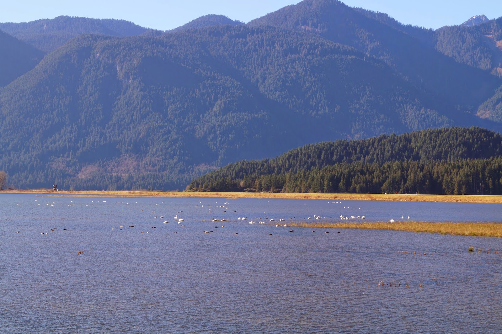 Лебеди и казарки купаются в дельте реки Pitt.
