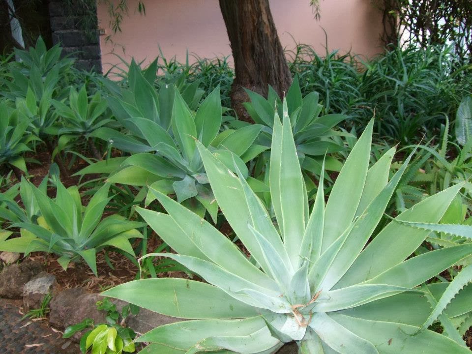 Alternative Eden Exotic Garden Madeira Series Reid's Palace Hotel