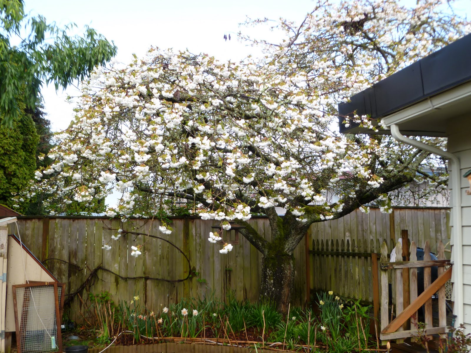 Growing Greener in the Pacific Northwest White Cherry, Harbinger of Spring