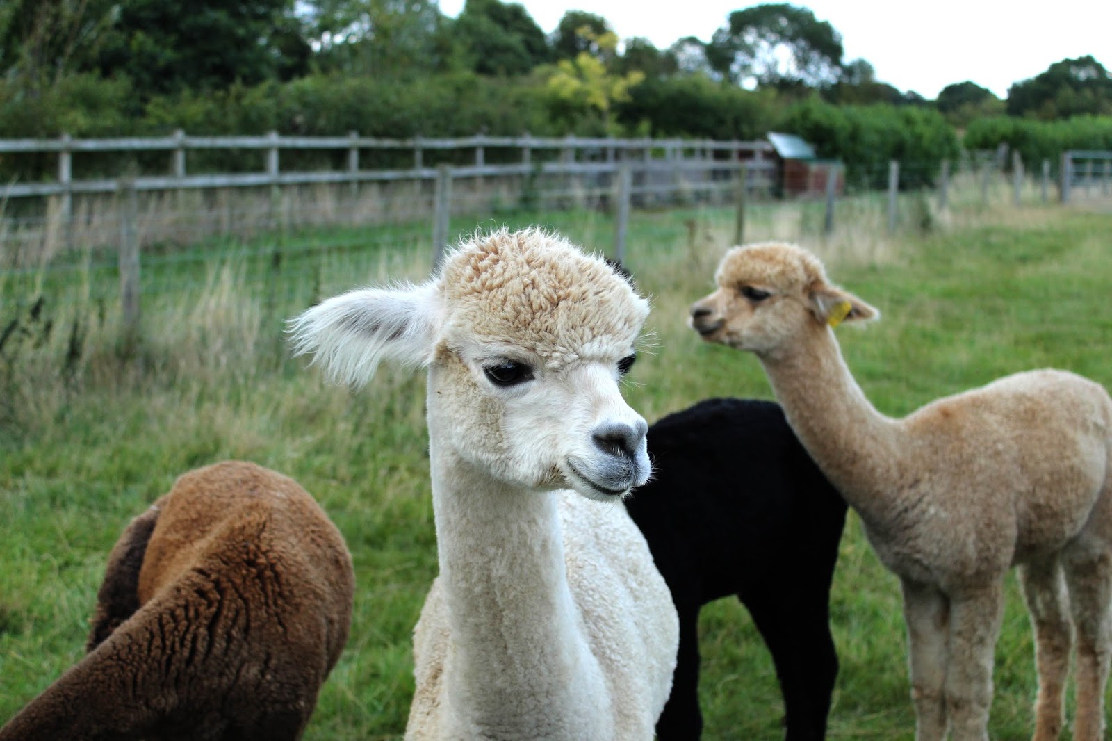SallyStrawberry Visit to the Toft Alpaca farm