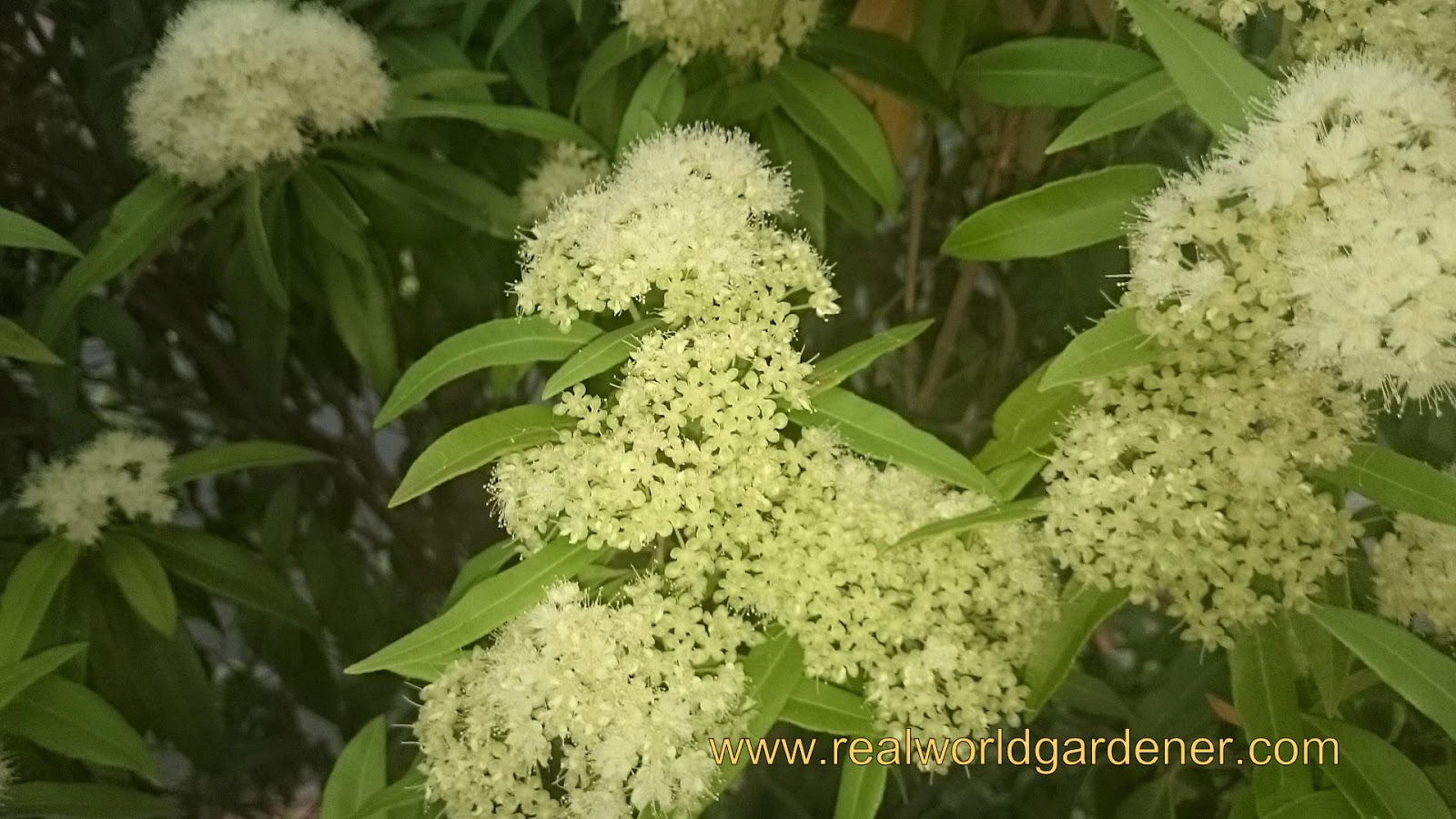 Real World Gardener Cinnamon Myrtle is Plant of the Week Real World