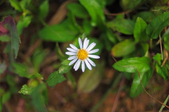 [Image: ha-giang-mua-hoa-nho-5.jpg]