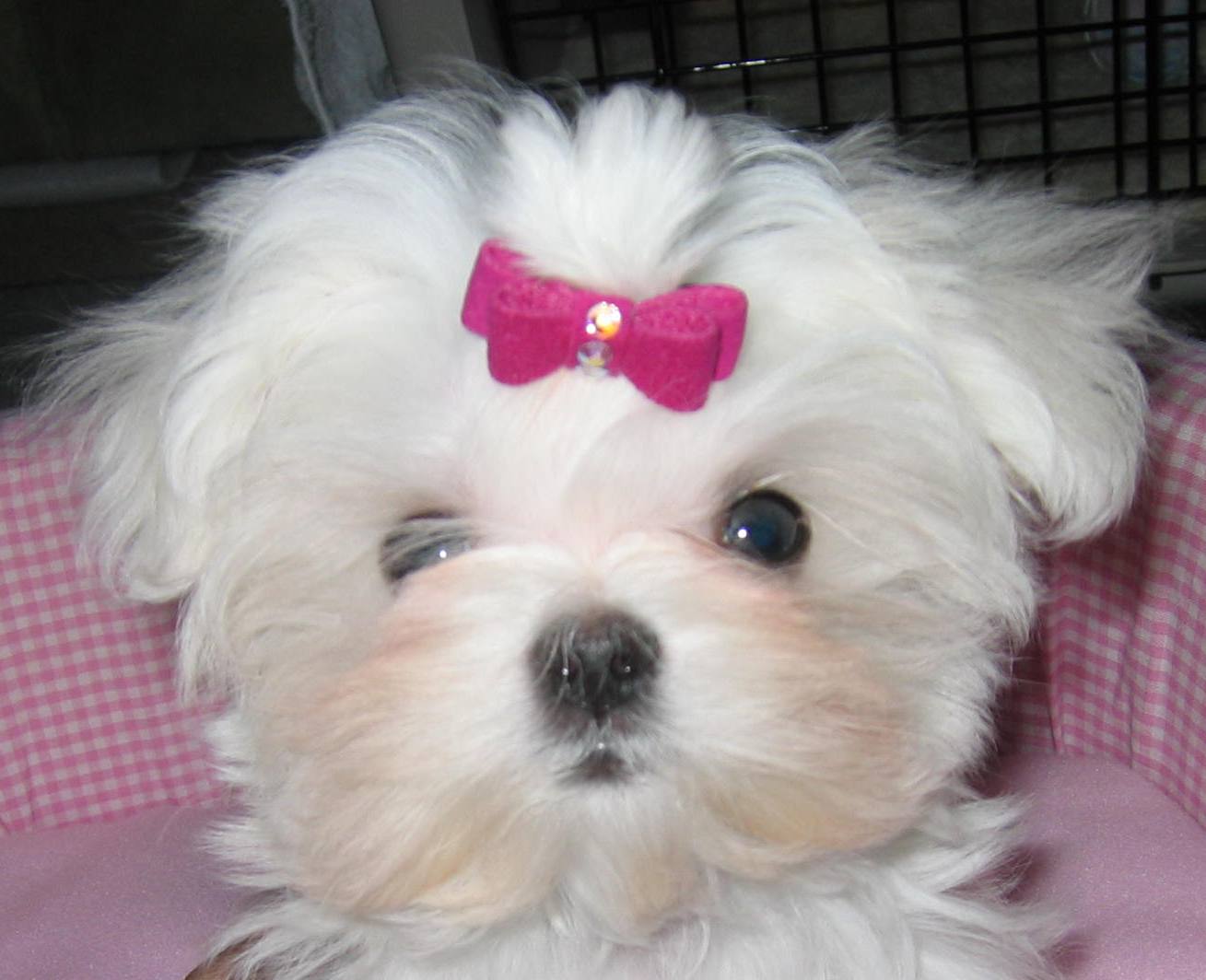 Dog Pets For Sale Philippines Dog Pets For Sale Philippines