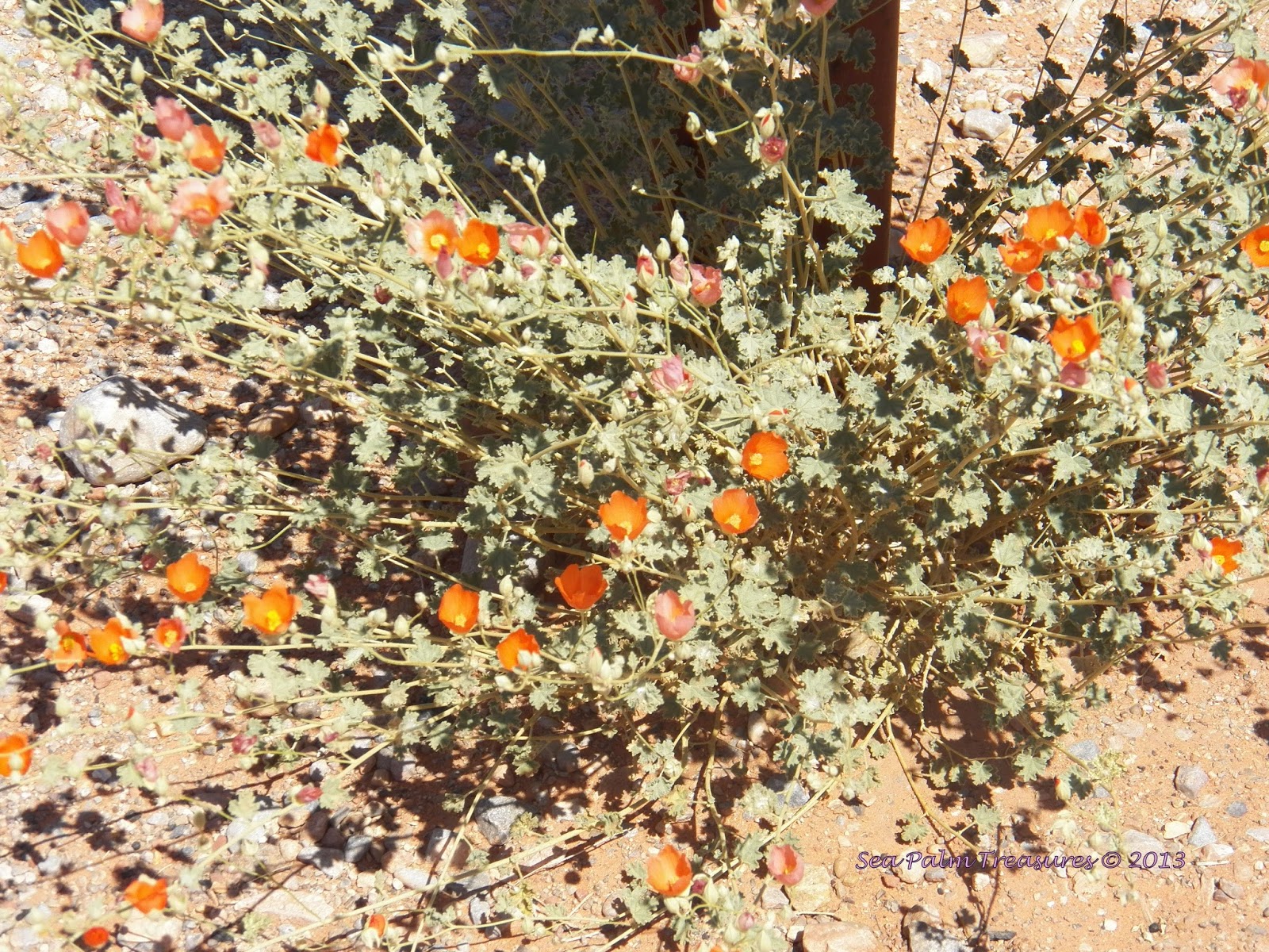 Sea Palm Treasures: Orange Desert Flowers
