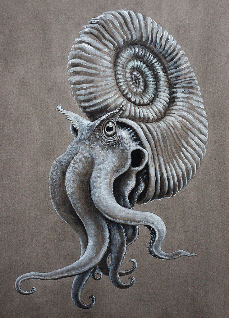 Wildeep's Illuminations: Ammonite