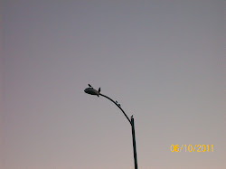 birds on a light pole