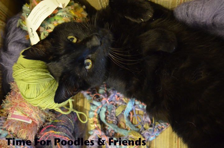 Time For Poodles And Friends: Wordless Wednesday-Barney And The Yarn
