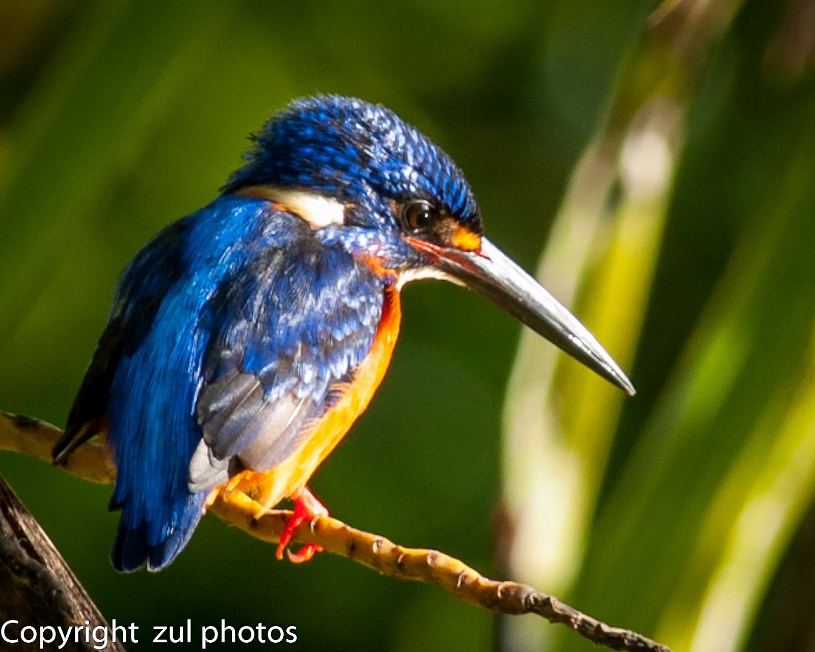 Zul Ya Birds of Peninsular Malaysia Blue Eared Kingfisher