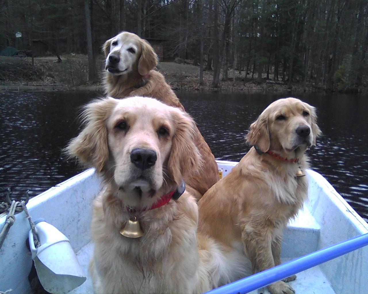 golden retriever average span canada goose lifespan golden retriever golden retriever average span canada goose lifespan golden retriever