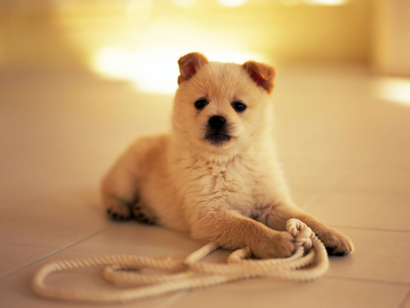 http://4.bp.blogspot.com/-ND5EiXD-gLg/Ti1ZI2NvjTI/AAAAAAAADtU/Id3lgwDg2-Q/s1600/Small_pets.jpg