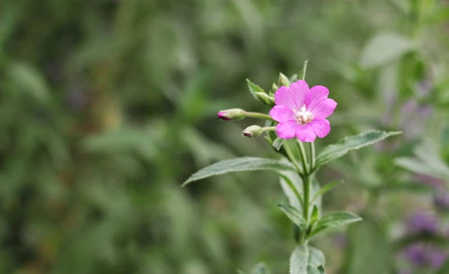 Great Willowherb Flowers Pictures Great Willowherb Flowers Pictures