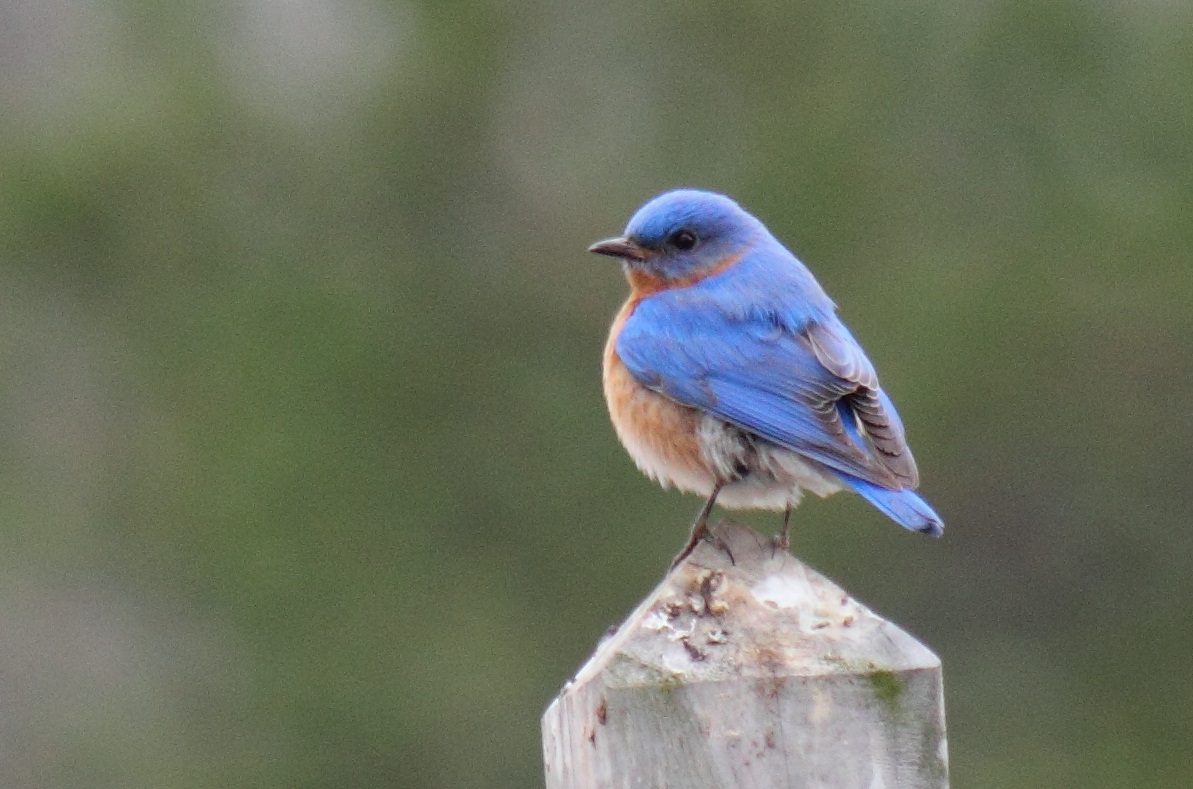 Virginia Life We Had Snow Over the Weekend