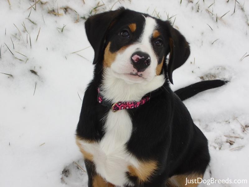 Child Friendly Rescue Dogs Child Friendly Rescue Dogs