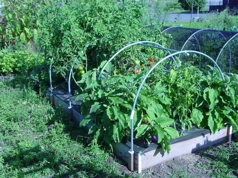 the Carpentry Way Three Months On Garden Trellises and Beds