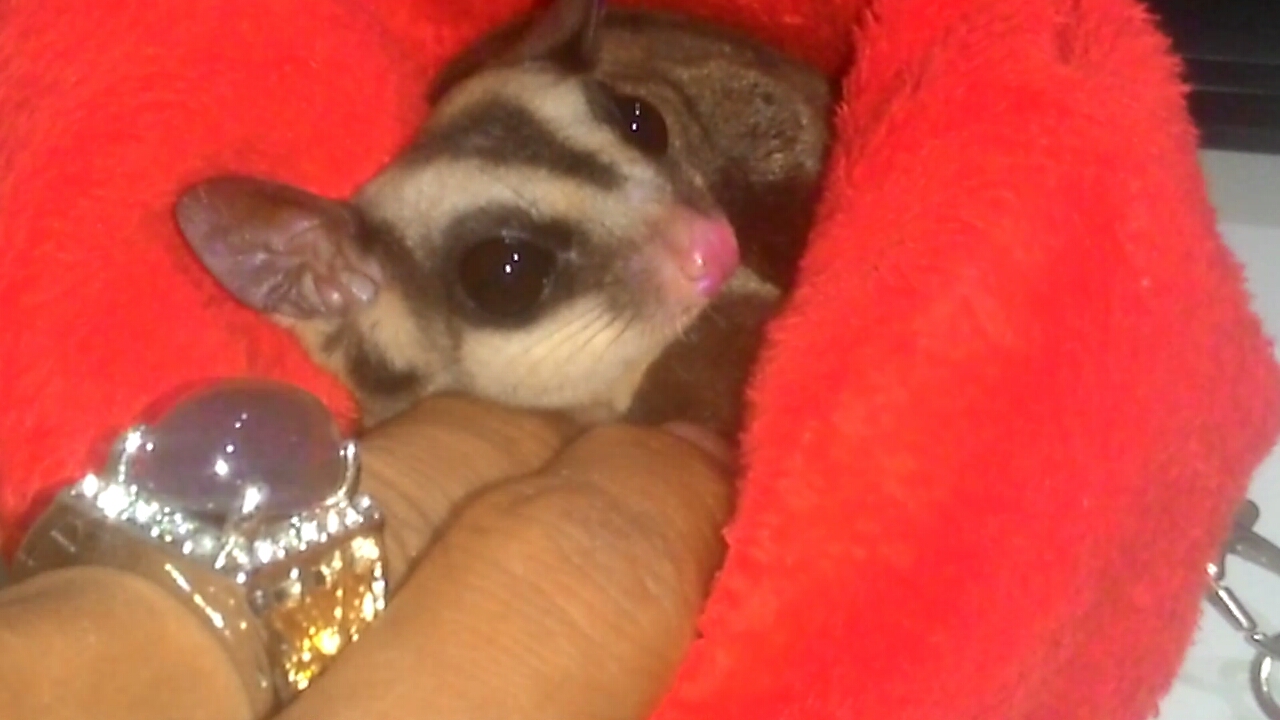 Madhee S Hamster Sugar Glider madhee s hamster sugar glider