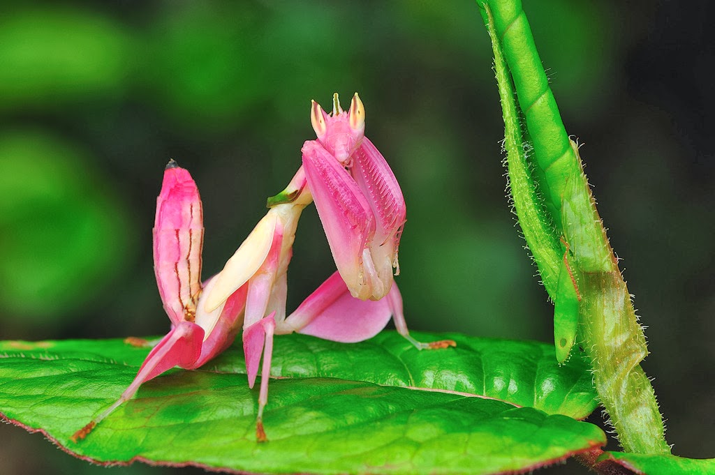 Flower Mantis Insects World