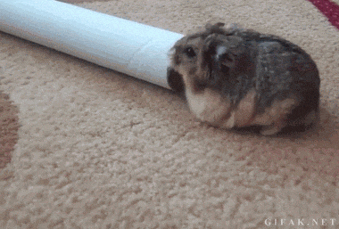 33.gif