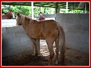 Kuda Kelate Usahawan Kuda