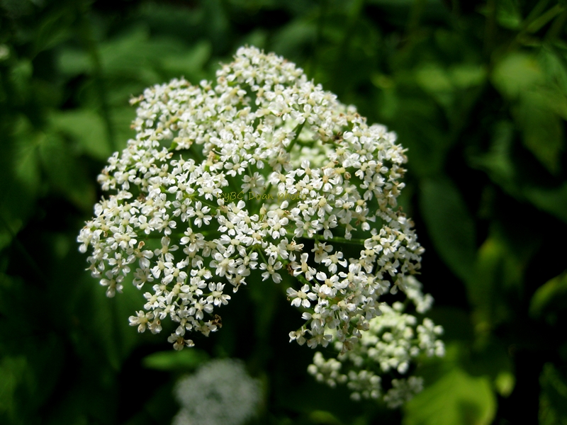 Flowers Bush