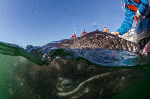 Keakraban Ikan Paus Dengan Manusia Keakraban Ikan Paus Dengan Manusia